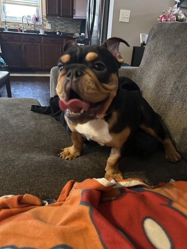 A baby medium-sized female Tricolor (Brown, Black, & White) American Bulldog dog named Laverne for adoption in Clinton Township, MI
