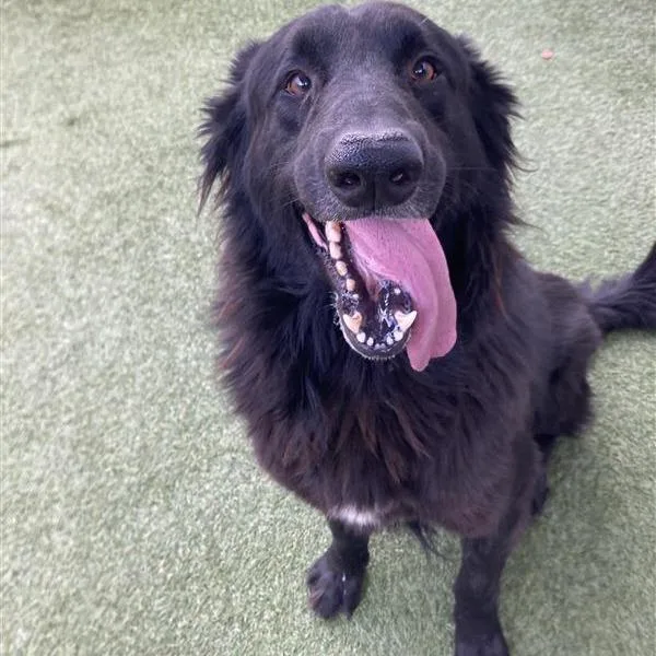 An adult large-sized male Black German Shepherd Dog dog named Oso for adoption in Hawthorne, CA