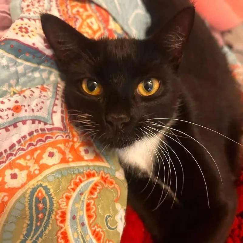 A young medium-sized female Black Domestic Short Hair cat named Luna for adoption in Naples, FL
