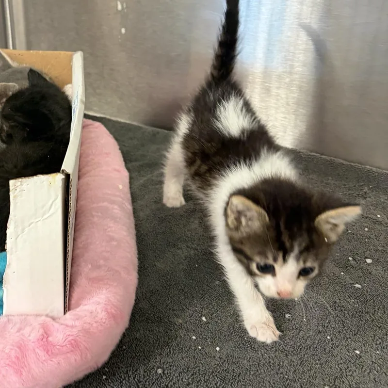 A baby small-sized female White Domestic Short Hair cat named Star for adoption in Evensville, TN