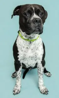 Beefcake thumbnail 3