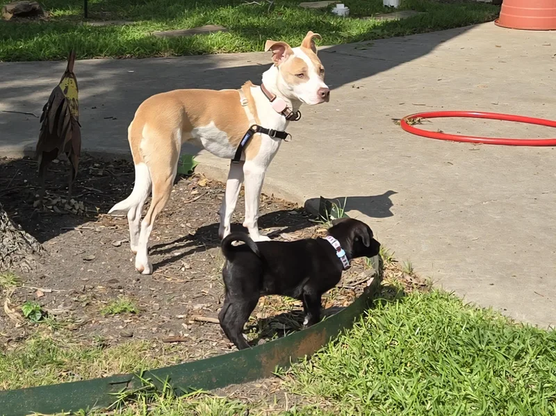 A baby medium-sized male Pit Bull Terrier dog named Jake for adoption in Plano, TX