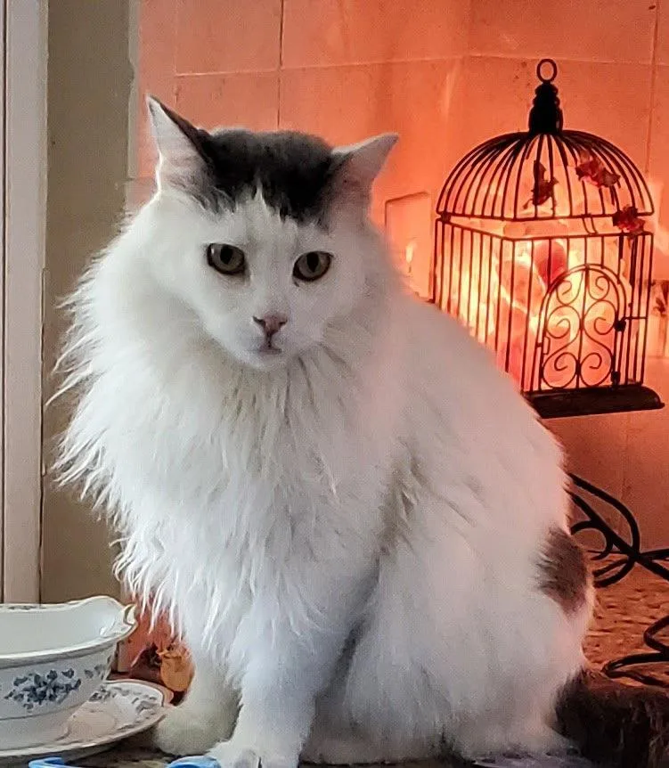 An adult medium-sized male Domestic Long Hair cat named Peter for adoption in Chandler, AZ