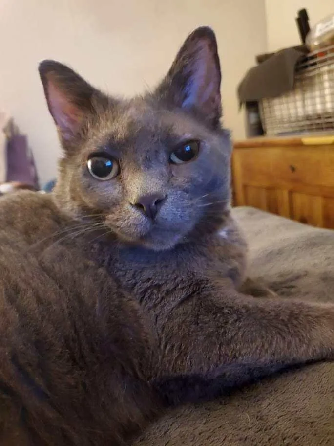 Earl Grey thumbnail 2