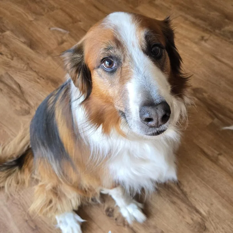 A senior small-sized male Brown / Chocolate English Shepherd dog named Troy  Home to for adoption in South Elgin, IL
