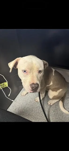 An adult large-sized female Pit Bull Terrier dog named Mabel for adoption in Lincolnton, NC