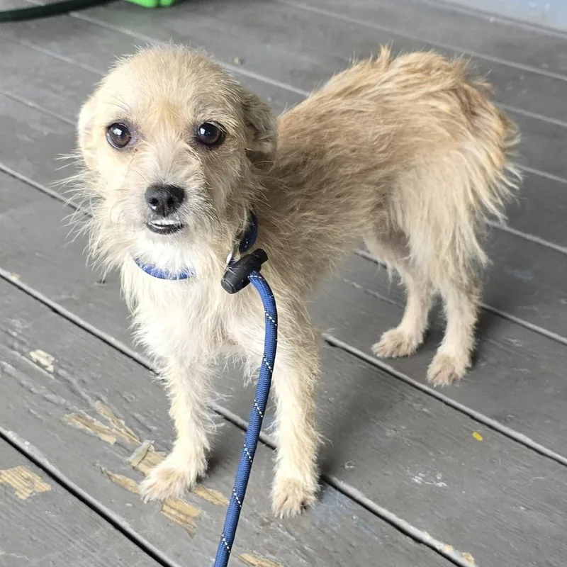 A young small-sized female Yellow / Tan / Blond / Fawn Wirehaired Terrier dog named Elara for adoption in West Islip, NY