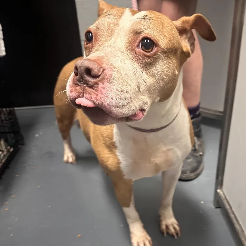 A senior large-sized female Yellow / Tan / Blond / Fawn Mixed Breed dog named Adeline for adoption in Allentown, PA