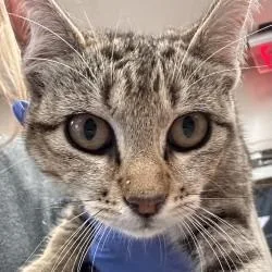 A baby medium-sized female Domestic Short Hair cat named Bambi for adoption in Brenham, TX