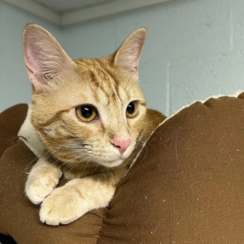 A young large-sized male Orange / Red Domestic Short Hair cat named Bama for adoption in Mobile, AL