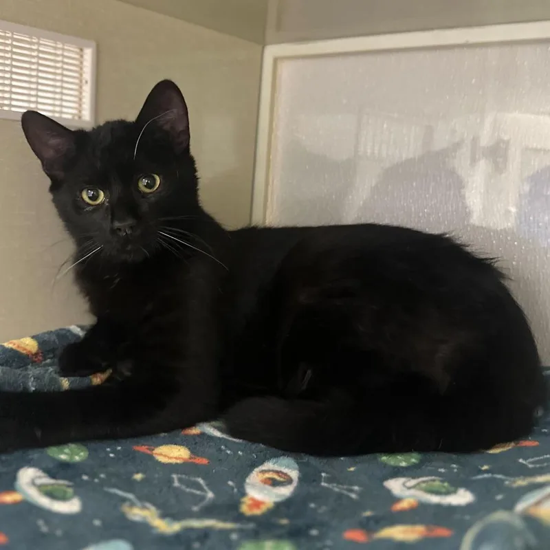 A young medium-sized male Black Domestic Short Hair cat named Frank for adoption in Sunnyvale, CA