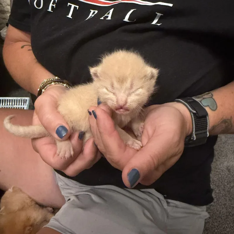 A baby small-sized female Buff / Tan / Fawn Domestic Short Hair cat named Skittles for adoption in Pasadena , MD
