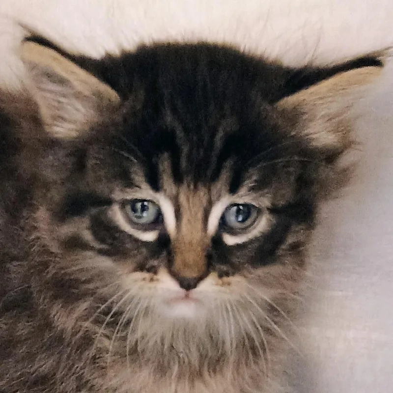A baby medium-sized male Brown / Chocolate Domestic Medium Hair cat named Zhang for adoption in Palestine, TX