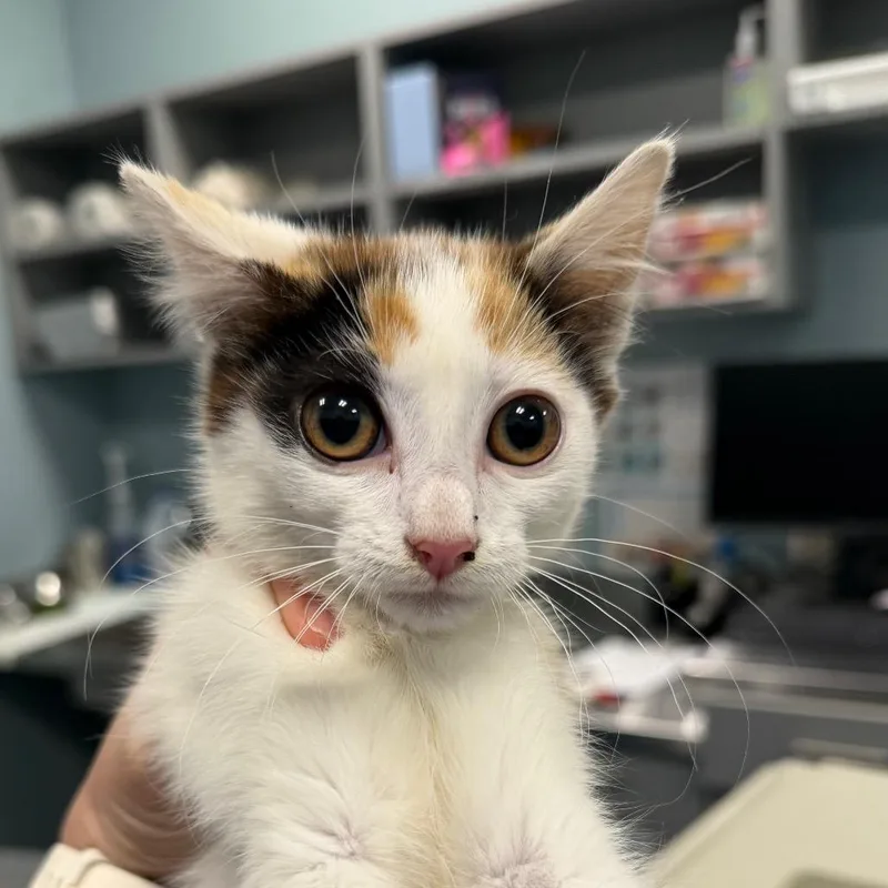 A baby small-sized female Tortoiseshell Domestic Short Hair cat named Persimmon for adoption in Greensboro, NC
