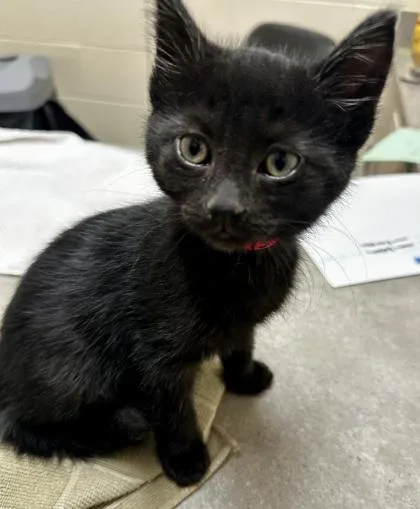A baby small-sized female Domestic Short Hair cat named Kalani for adoption in Westland, MI