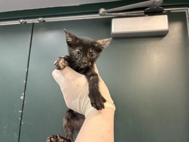 A baby small-sized female Domestic Short Hair cat named Cricket for adoption in Thousand Palms, CA
