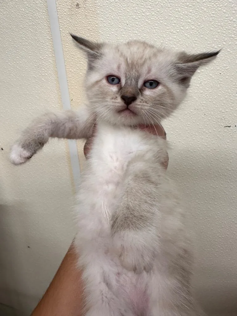 A baby small-sized male Domestic Short Hair cat named BonBon for adoption in Sidney, NY