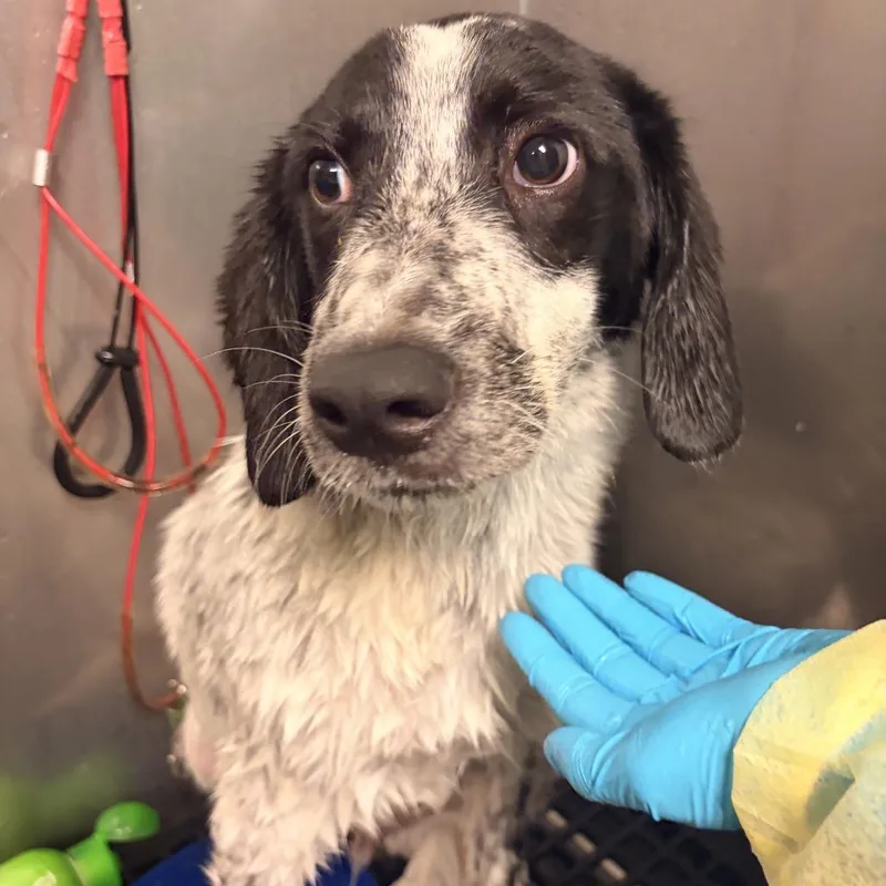 A baby medium-sized male White / Cream Mixed Breed dog named Ziggy for adoption in Fredericksburg, VA