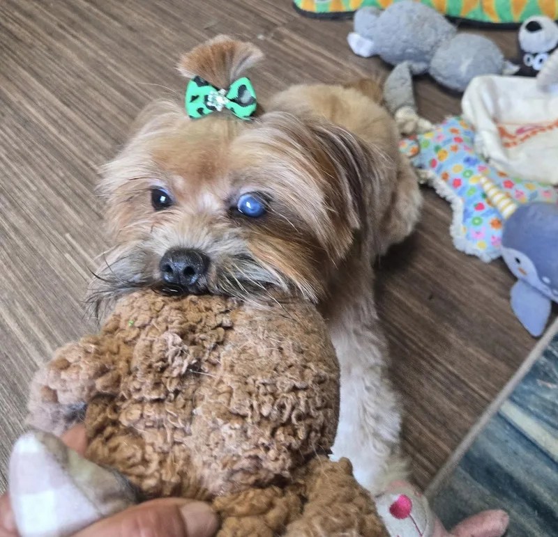 A young small-sized female Shih Tzu dog named Ms. Jelly Bean for adoption in Flushing, NY