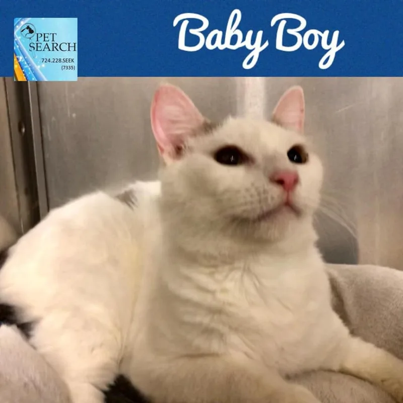 A senior small-sized male White Domestic Short Hair cat named Baby Boy for adoption in Washington, PA