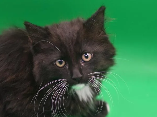 Avocato
