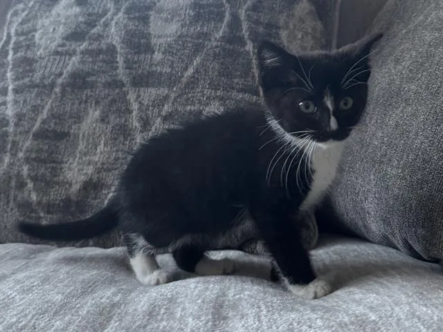 A baby small-sized male Domestic Short Hair cat named Peter for adoption in Palo Alto, CA