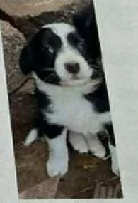 A baby small-sized male Tricolor (Brown, Black, & White) Border Collie dog named Paul for adoption in Ontario, CA