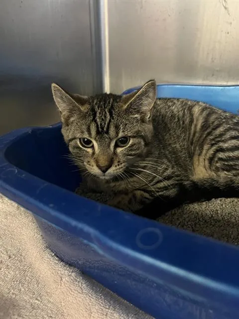 A baby medium-sized male Domestic Short Hair cat named Blake for adoption in Brewster, MA