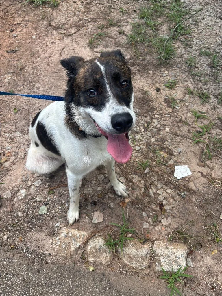 A young medium-sized male Mixed Breed dog named Cleo for adoption in Douglasville, GA
