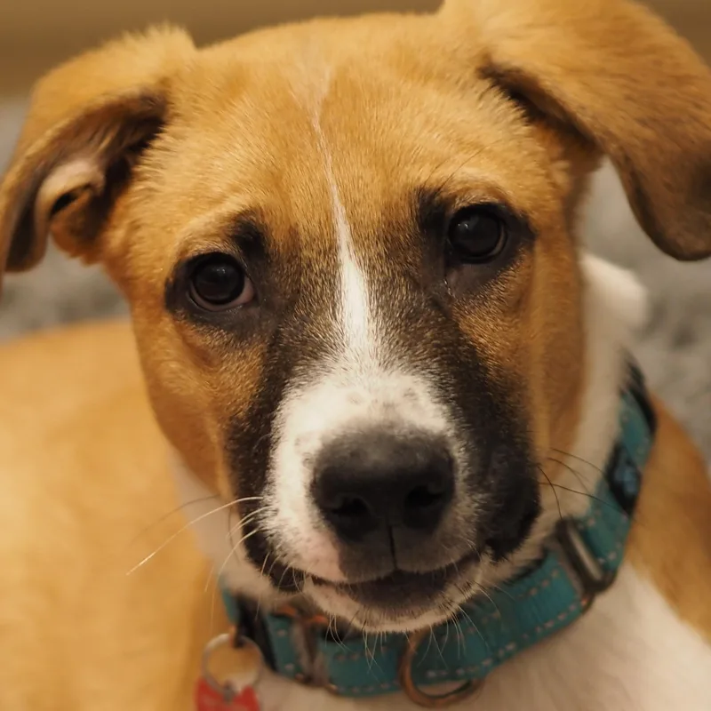 A young medium-sized male Tricolor (Brown, Black, & White) Mixed Breed dog named Dewy for adoption in Buena Vista, CO