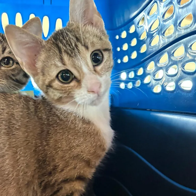 A baby small-sized female Brown / Chocolate Domestic Short Hair cat named Fig for adoption in Leander, TX