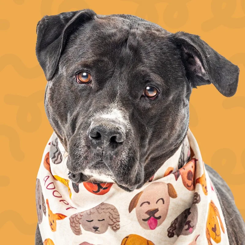 An adult large-sized male Black Pit Bull Terrier dog named Nitro for adoption in Reno, NV