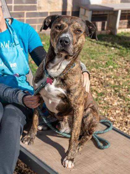 An adult large-sized male Mixed Breed dog named Cavendar for adoption in Chamblee, GA