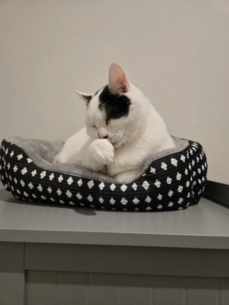A senior medium-sized female Black & White / Tuxedo Domestic Short Hair cat named Willow for adoption in Herndon, VA