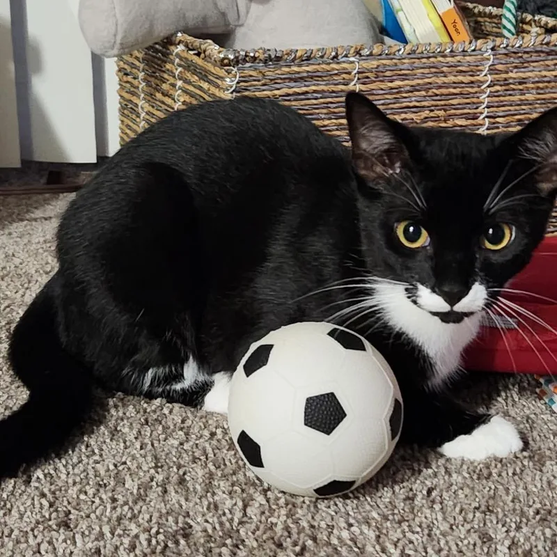 A baby small-sized male Black Domestic Short Hair cat named Smudge for adoption in Lutz, FL