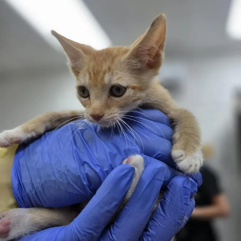 A baby small-sized male Orange / Red Domestic Short Hair cat named Centipede for adoption in Incline Village, NV