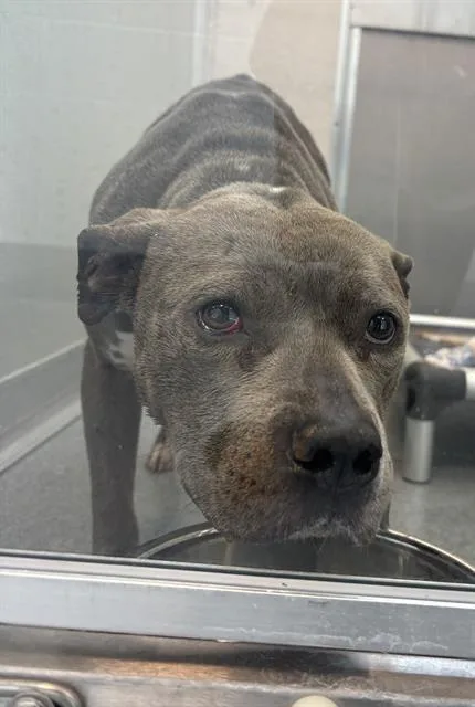 An adult medium-sized female Pit Bull Terrier dog named Keisha for adoption in Indianapolis, IN