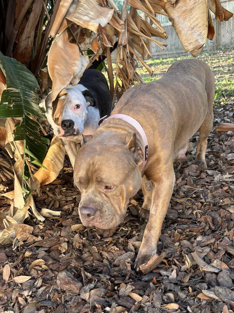 Magnolia thumbnail 2