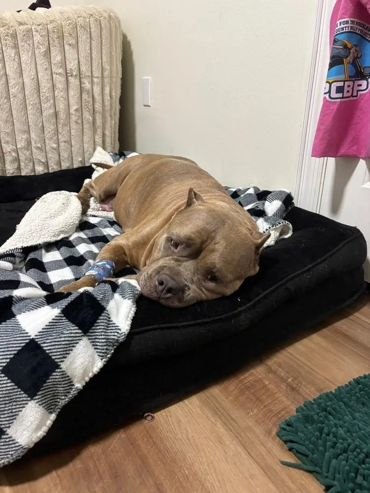 Magnolia thumbnail 3