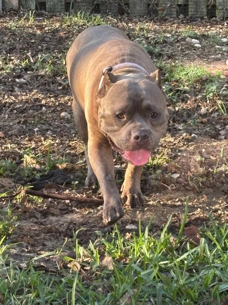 Magnolia thumbnail 4