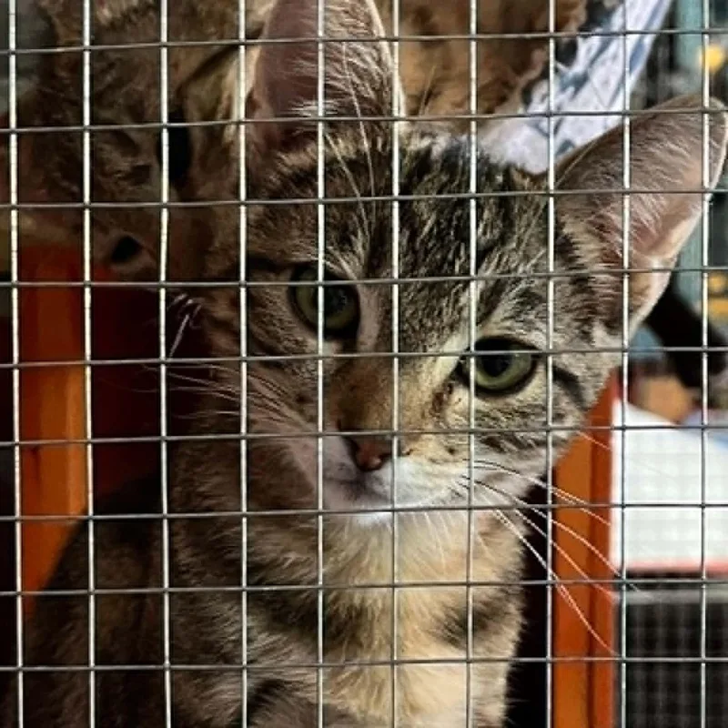 A baby small-sized female Tabby (Brown / Chocolate) Tabby cat named Ivy for adoption in Antioch, CA
