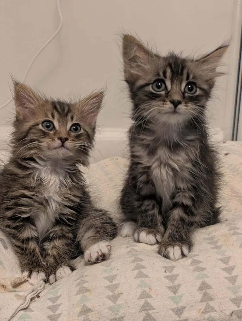 A baby medium-sized female Brown / Chocolate Domestic Medium Hair cat named Andromeda for adoption in Herndon, VA