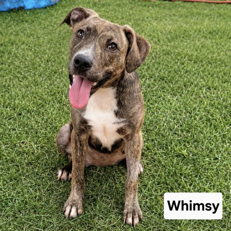 Whimsy thumbnail 2