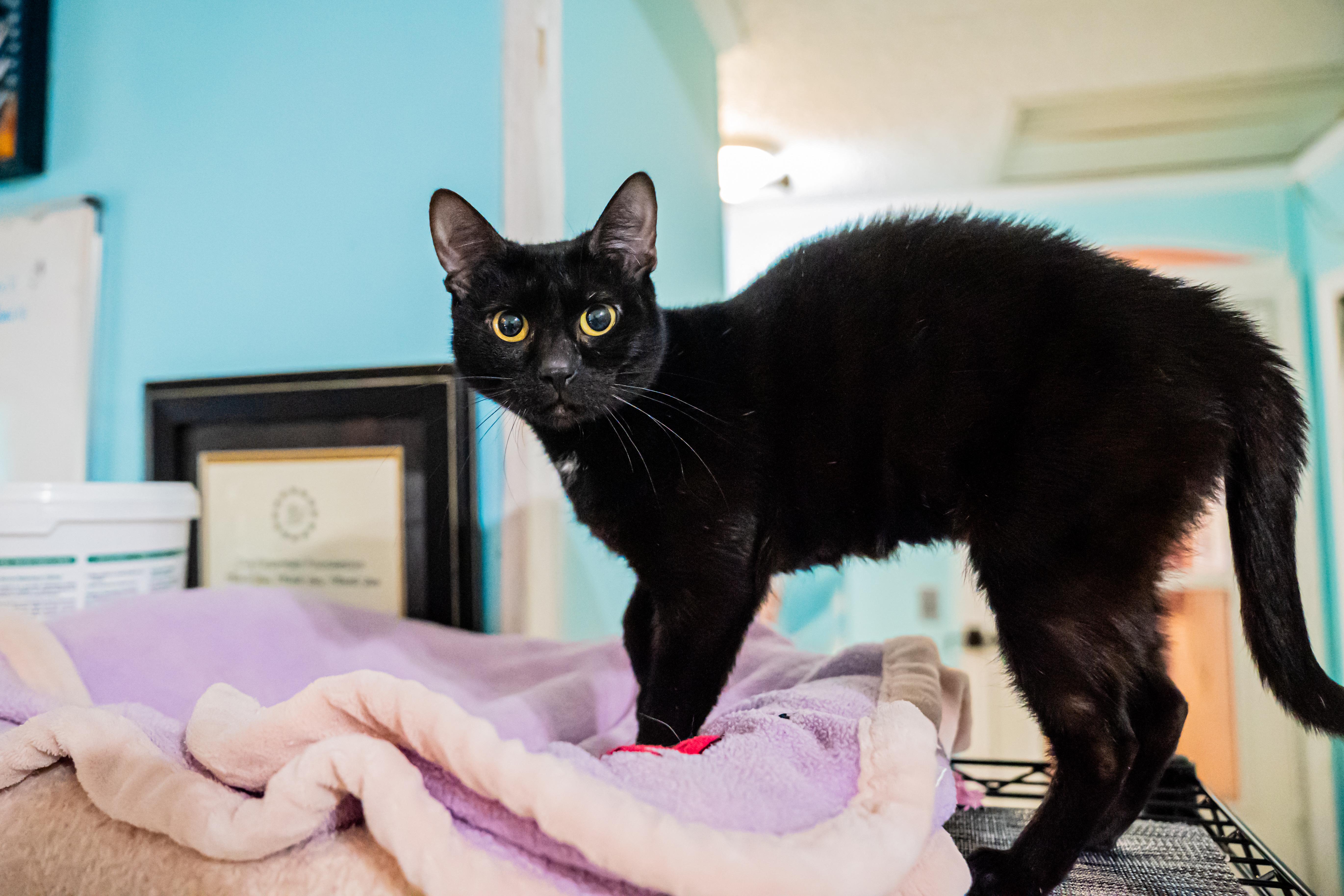 An adult medium-sized female Black Domestic Short Hair cat named Gigi for adoption in Dellslow, WV