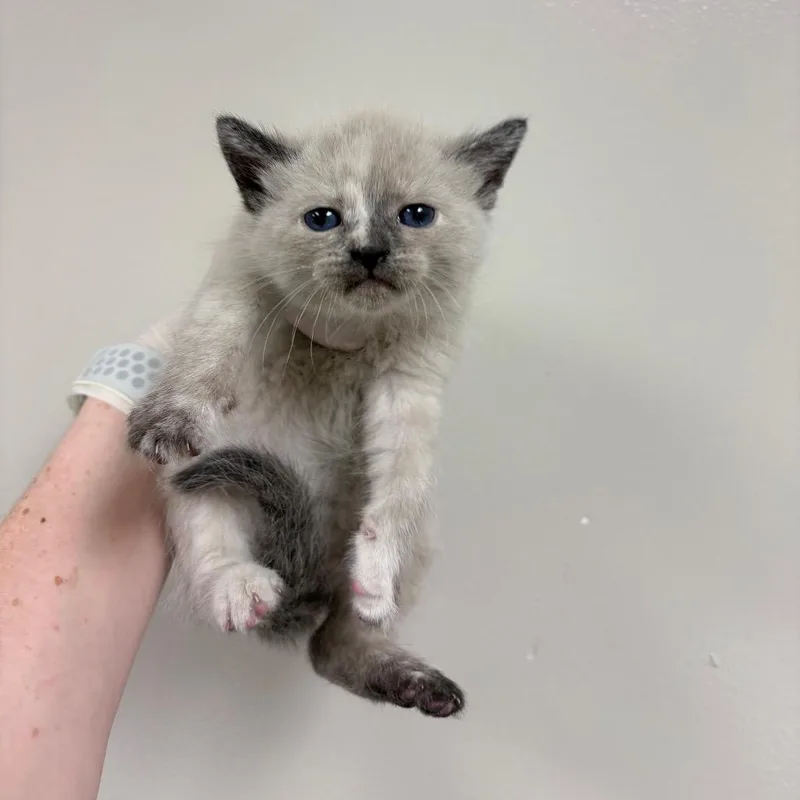 A baby small-sized female Domestic Medium Hair cat named Pam for adoption in Reno, NV