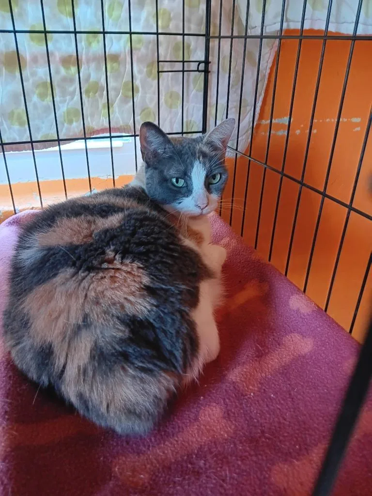 A senior medium-sized female Calico cat named Callie for adoption in Marianna, FL