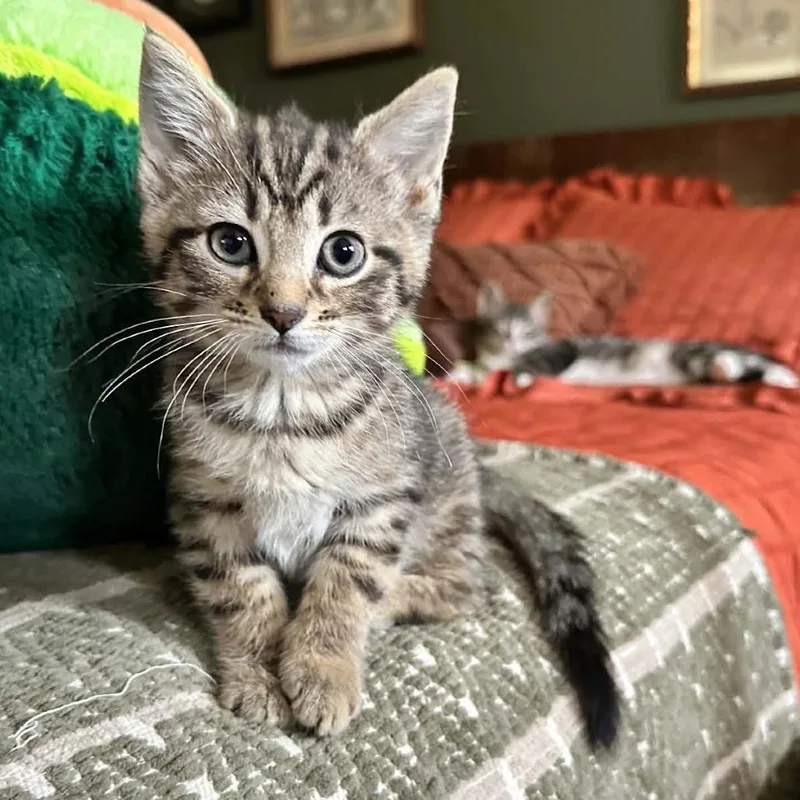 A baby small-sized female Brown / Chocolate Domestic Short Hair cat named Mantis for adoption in Greenville, PA