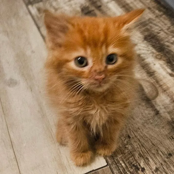 A baby small-sized male Orange / Red Domestic Medium Hair cat named Bumblebee for adoption in Newport, TN