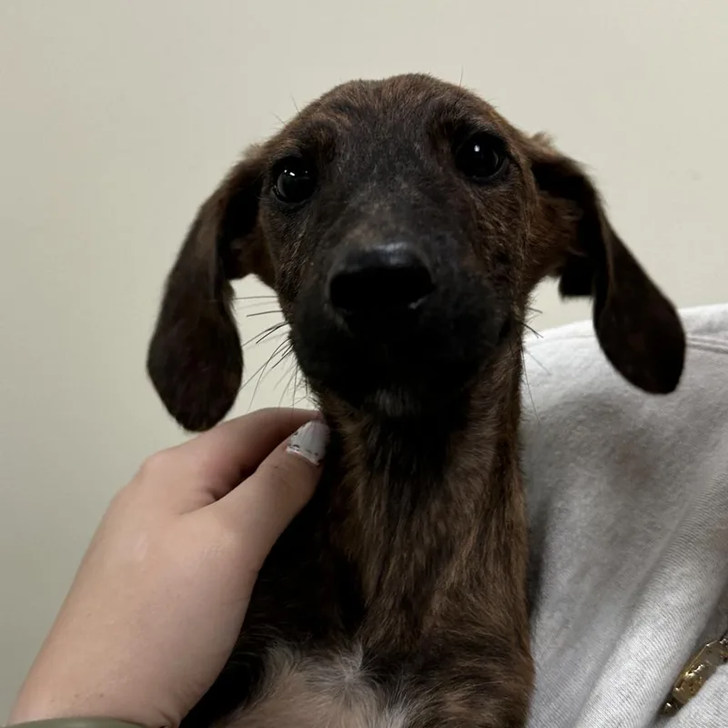 An adult medium-sized male Brindle Hound dog named Dobby for adoption in Lynchburg, VA