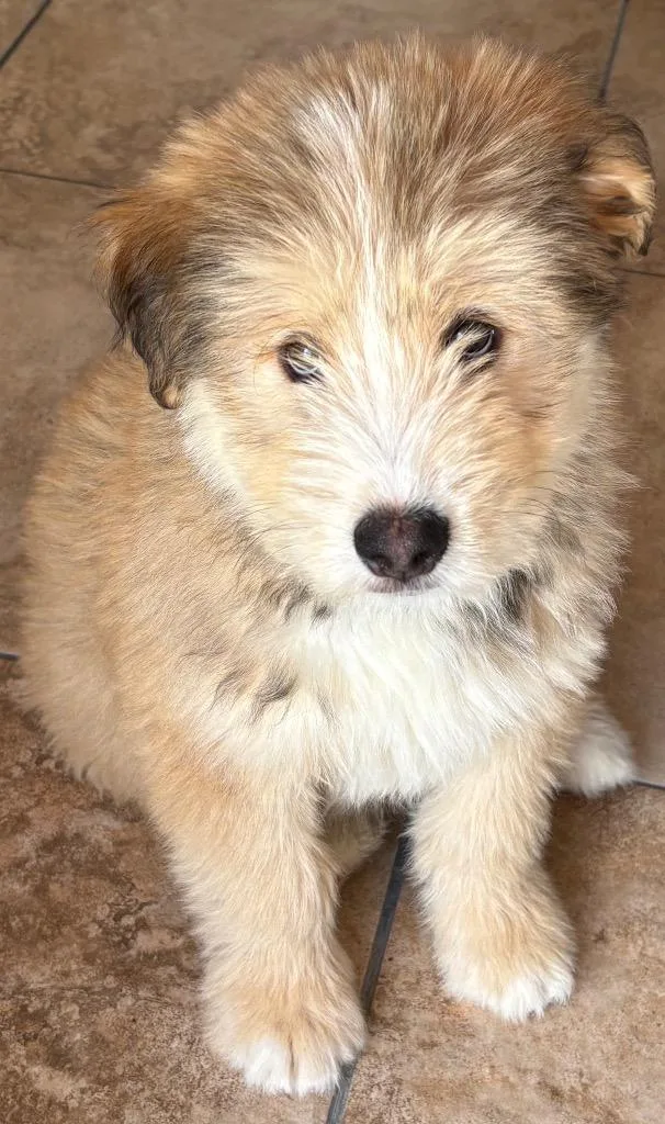 Elah Bandik thumbnail 3